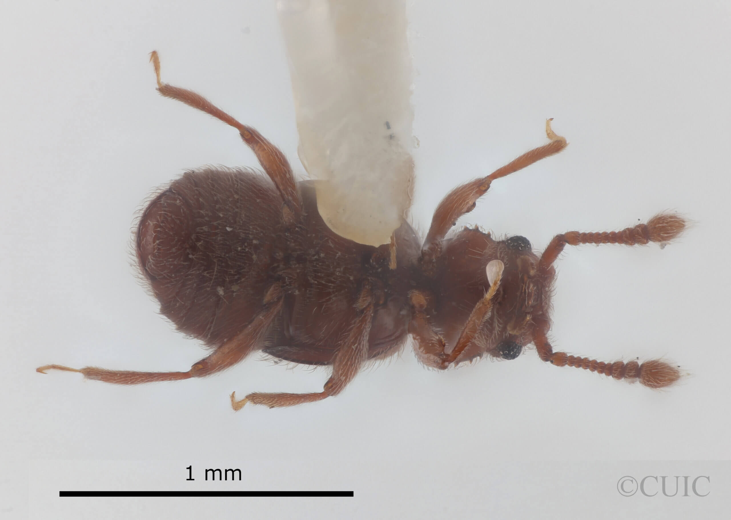 ventral view of adult Eurhexius hambletoni Park, 1952