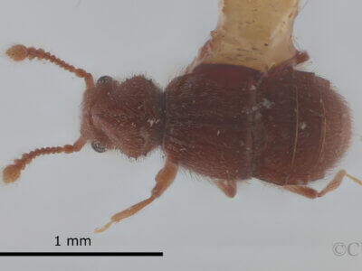 dorsal view of adult Eurhexius tropicus Park, 1952