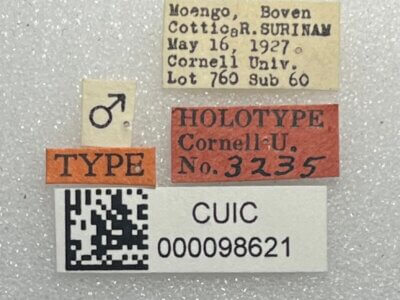 label view of adult Eurhexius tropicus Park, 1952