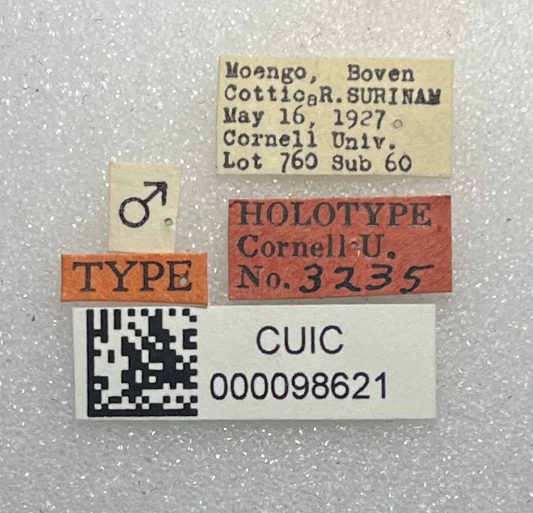 label view of adult Eurhexius tropicus Park, 1952