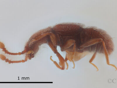 lateral view of adult Eurhexius tropicus Park, 1952