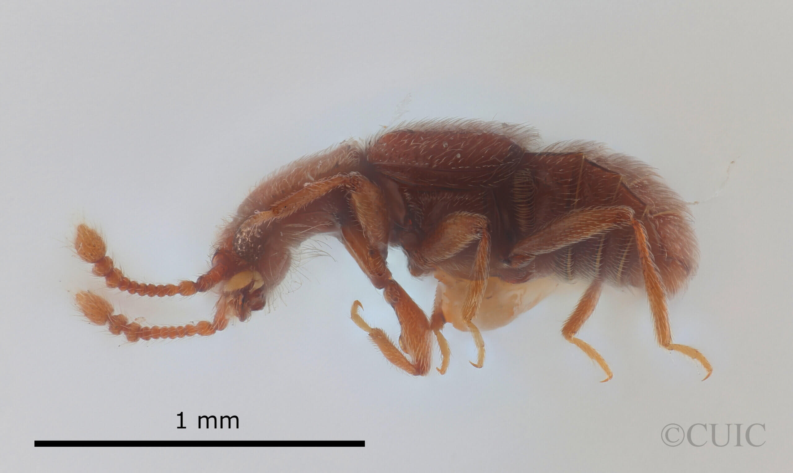 lateral view of adult Eurhexius tropicus Park, 1952