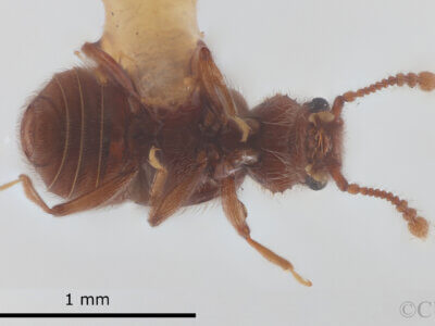 ventral view of adult Eurhexius tropicus Park, 1952