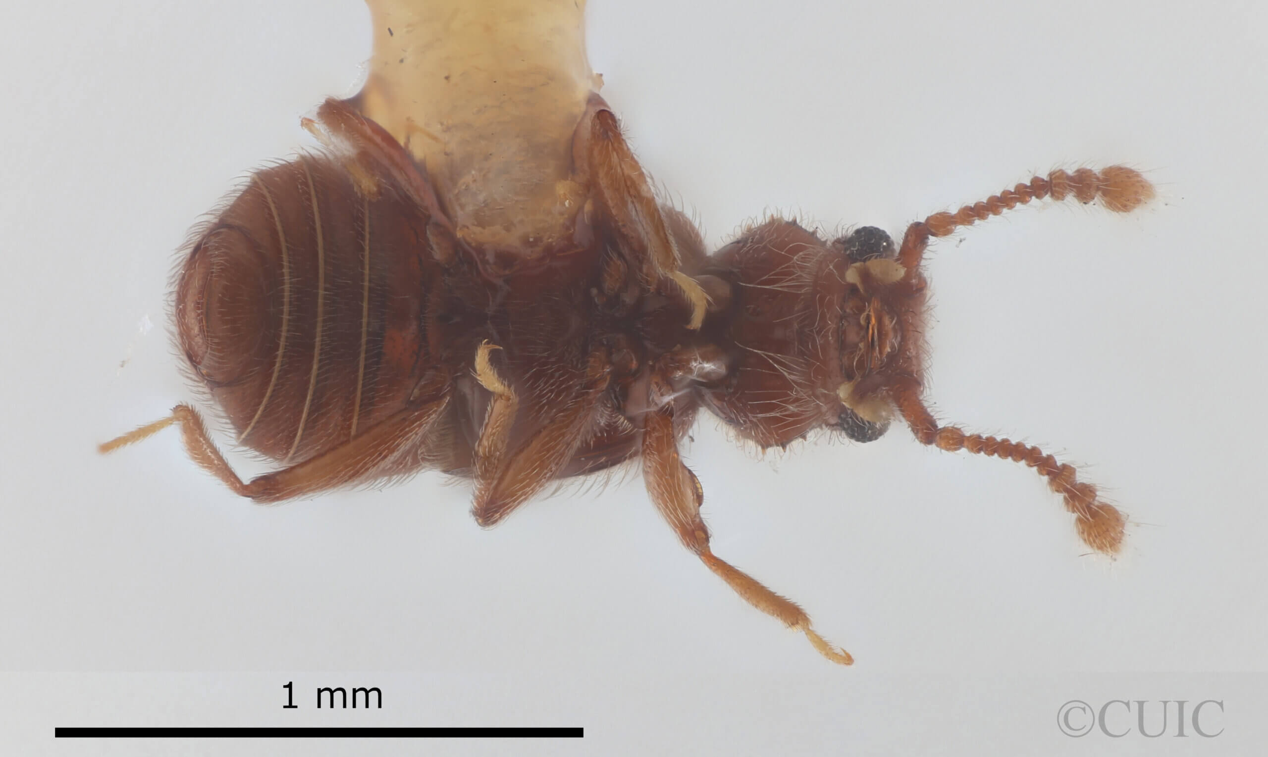ventral view of adult Eurhexius tropicus Park, 1952