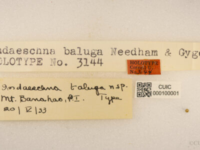 label view of adult Indaeschna baluga Needham & Gyger, 1937