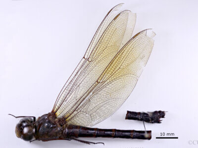 lateral view of adult Indaeschna baluga Needham & Gyger, 1937 in CUIC