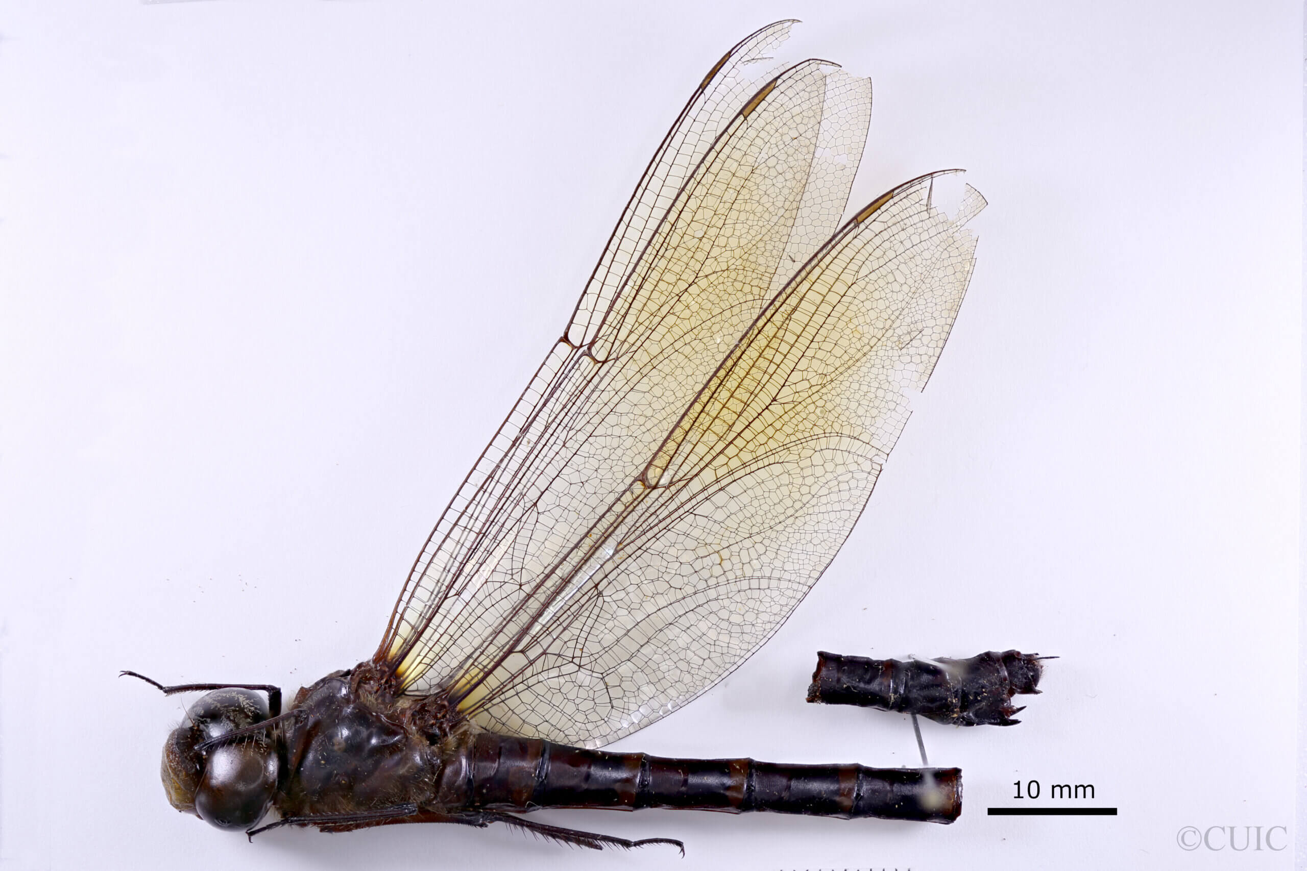 lateral view of adult Indaeschna baluga Needham & Gyger, 1937 in CUIC