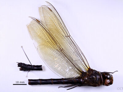 lateral view of adult Indaeschna baluga Needham & Gyger, 1937 in CUIC