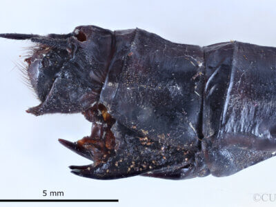 genitalia view of adult Indaeschna baluga Needham & Gyger, 1937