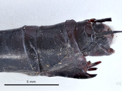 genitalia view of adult Indaeschna baluga Needham & Gyger, 1937 in Allotype No. 3144 genitalia lateral left