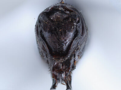 genitalia view of adult Indaeschna baluga Needham & Gyger, 1937