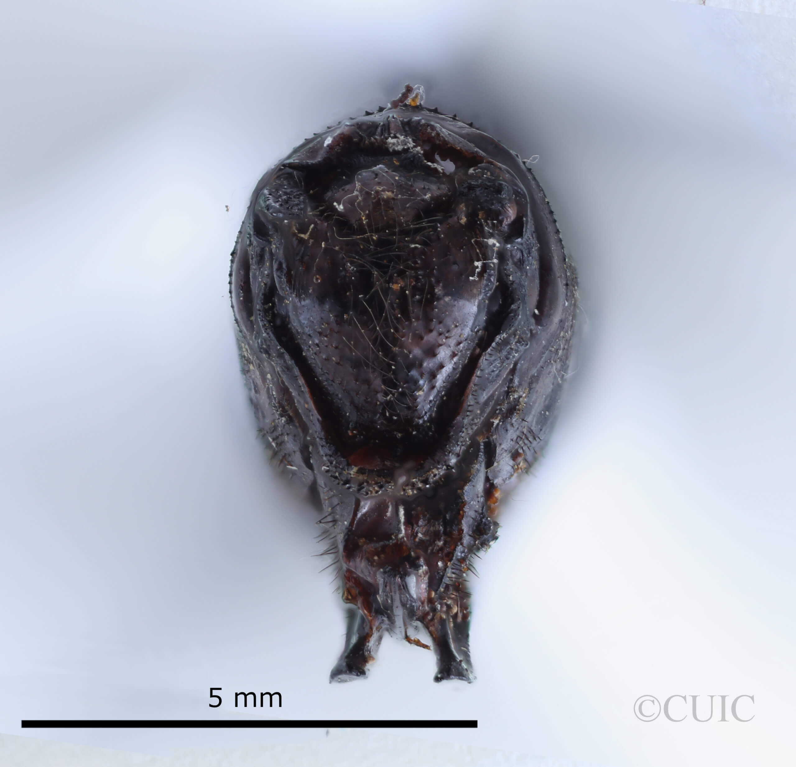 genitalia view of adult Indaeschna baluga Needham & Gyger, 1937
