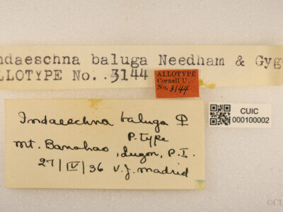 label view of adult Indaeschna baluga Needham & Gyger, 1937 in CUIC
