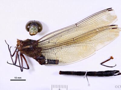 lateral view of adult Indaeschna baluga Needham & Gyger, 1937 in CUIC