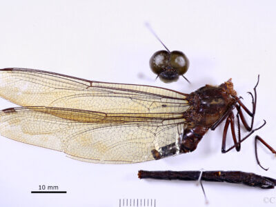 lateral view of adult Indaeschna baluga Needham & Gyger, 1937