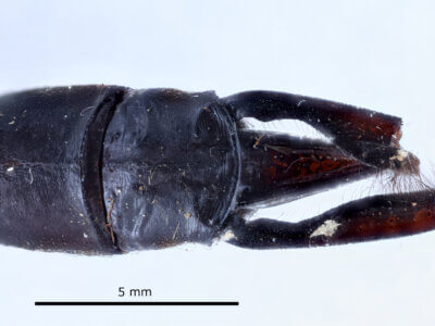 genitalia view of adult Indaeschna baluga Needham & Gyger, 1937