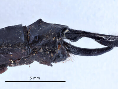 genitalia view of adult Indaeschna baluga Needham & Gyger, 1937