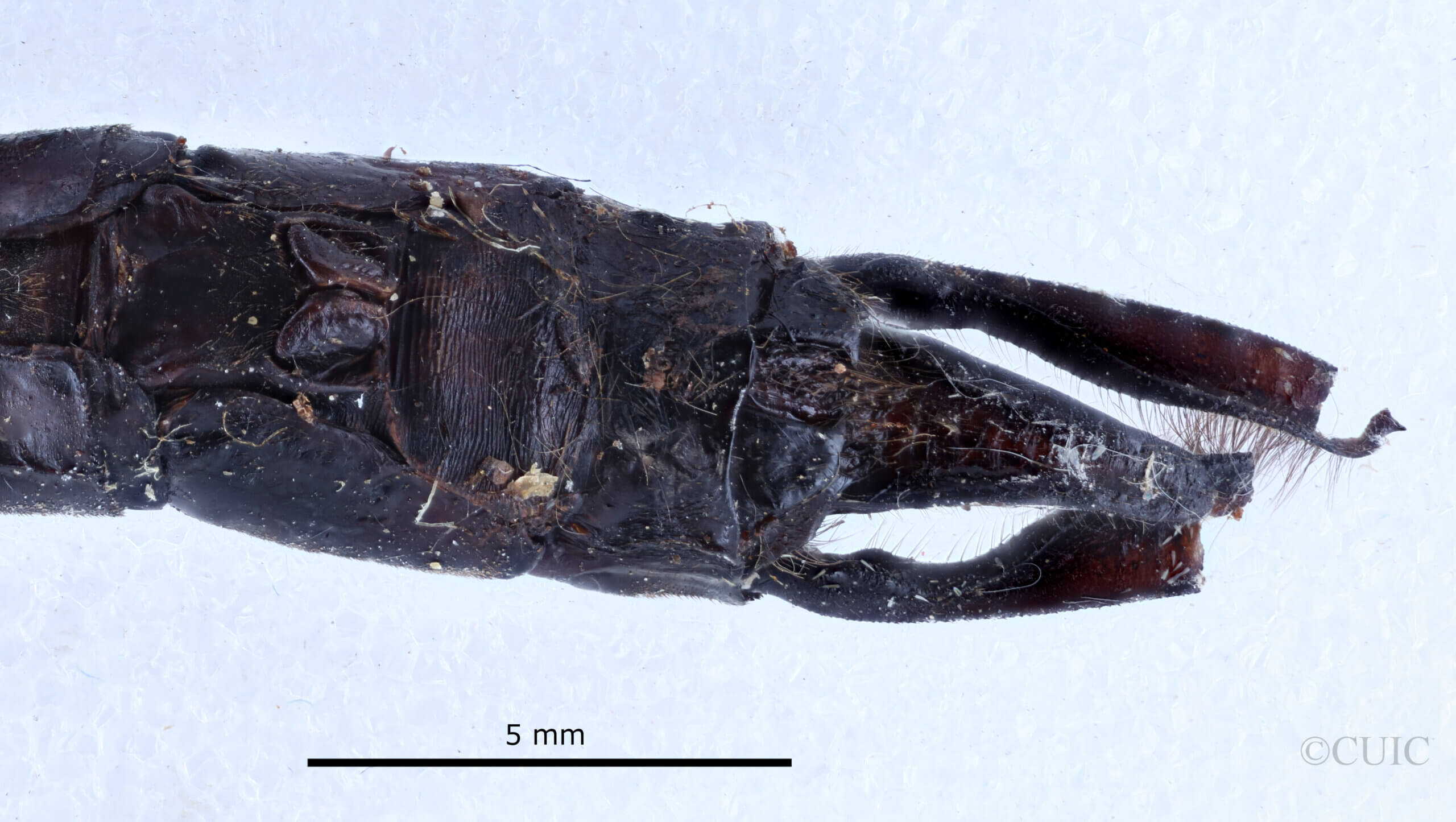 genitalia view of adult Indaeschna baluga Needham & Gyger, 1937