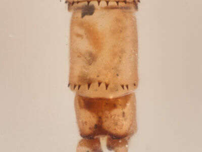 genitalia view of adult Paracercion pendulumNeedham & Gyger, 1939 in CUIC