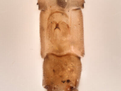 genitalia view of adult Paracercion pendulumNeedham & Gyger, 1939 in CUIC