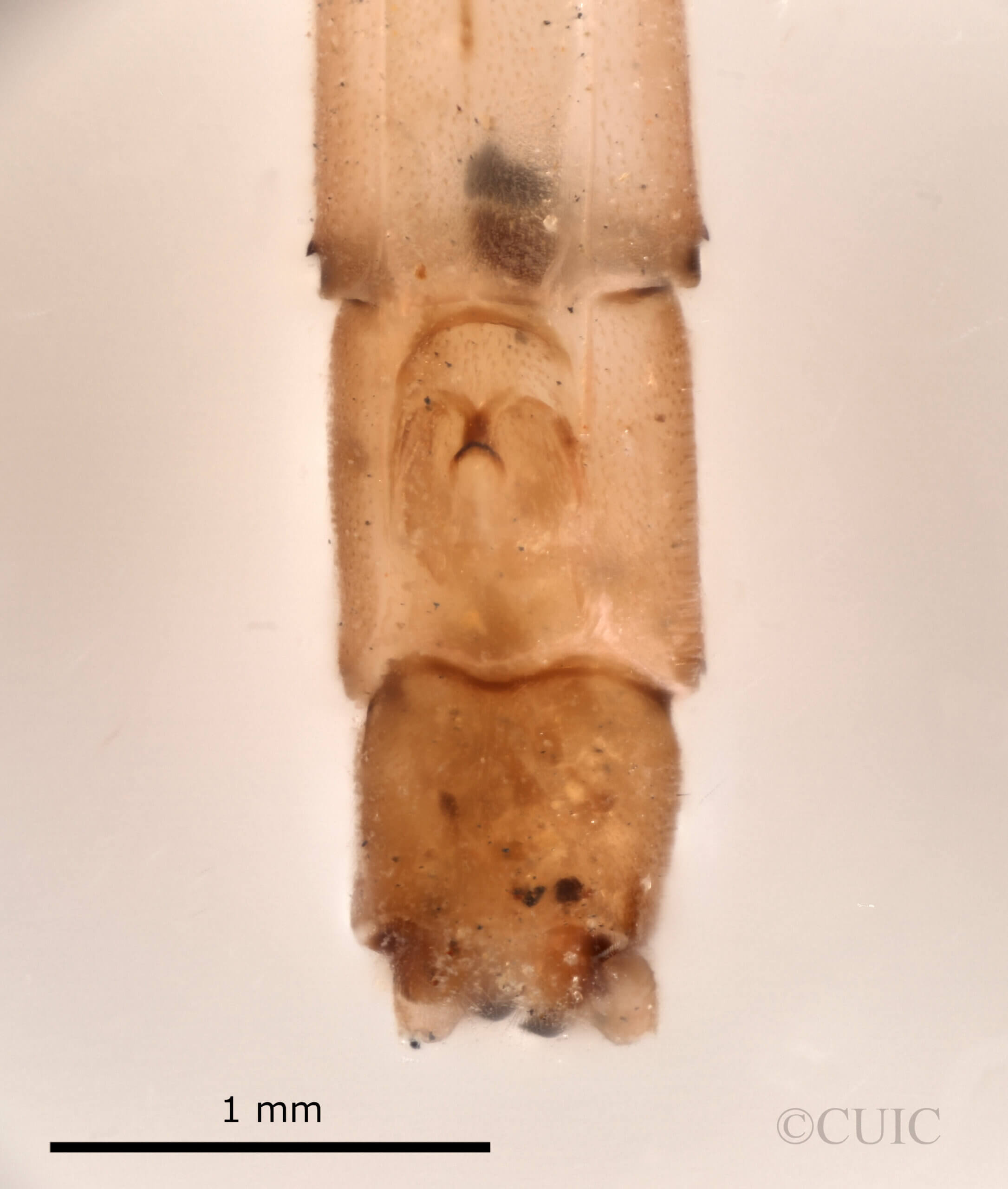 genitalia view of adult Paracercion pendulumNeedham & Gyger, 1939 in CUIC