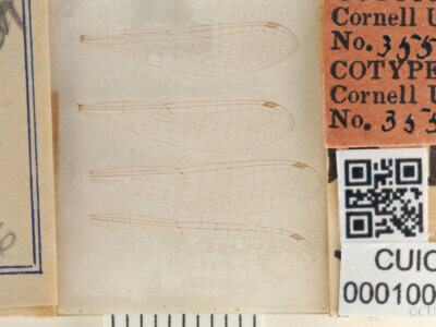 slide view of adult Paracercion pendulumNeedham & Gyger, 1939 in CUIC