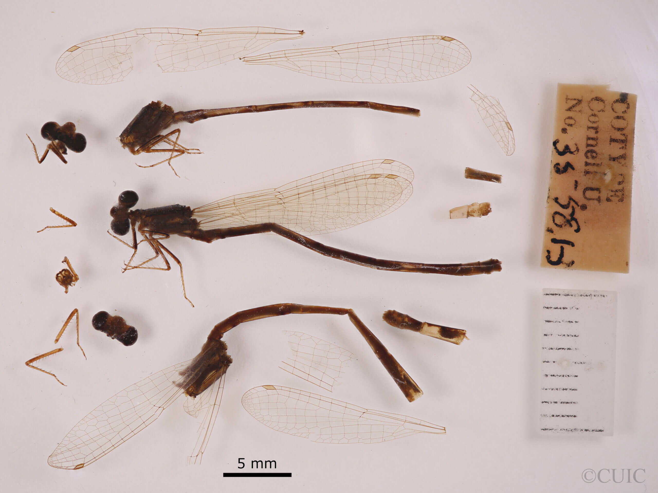 lateral view of adult Paracercion pendulumNeedham & Gyger, 1939 in CUIC