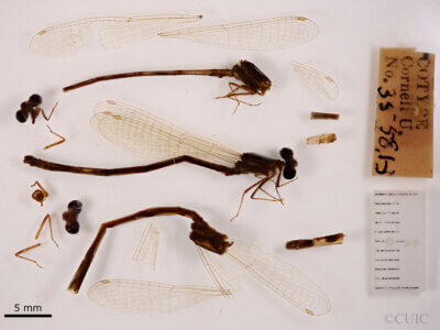 lateral view of adult Paracercion pendulumNeedham & Gyger, 1939 in CUIC