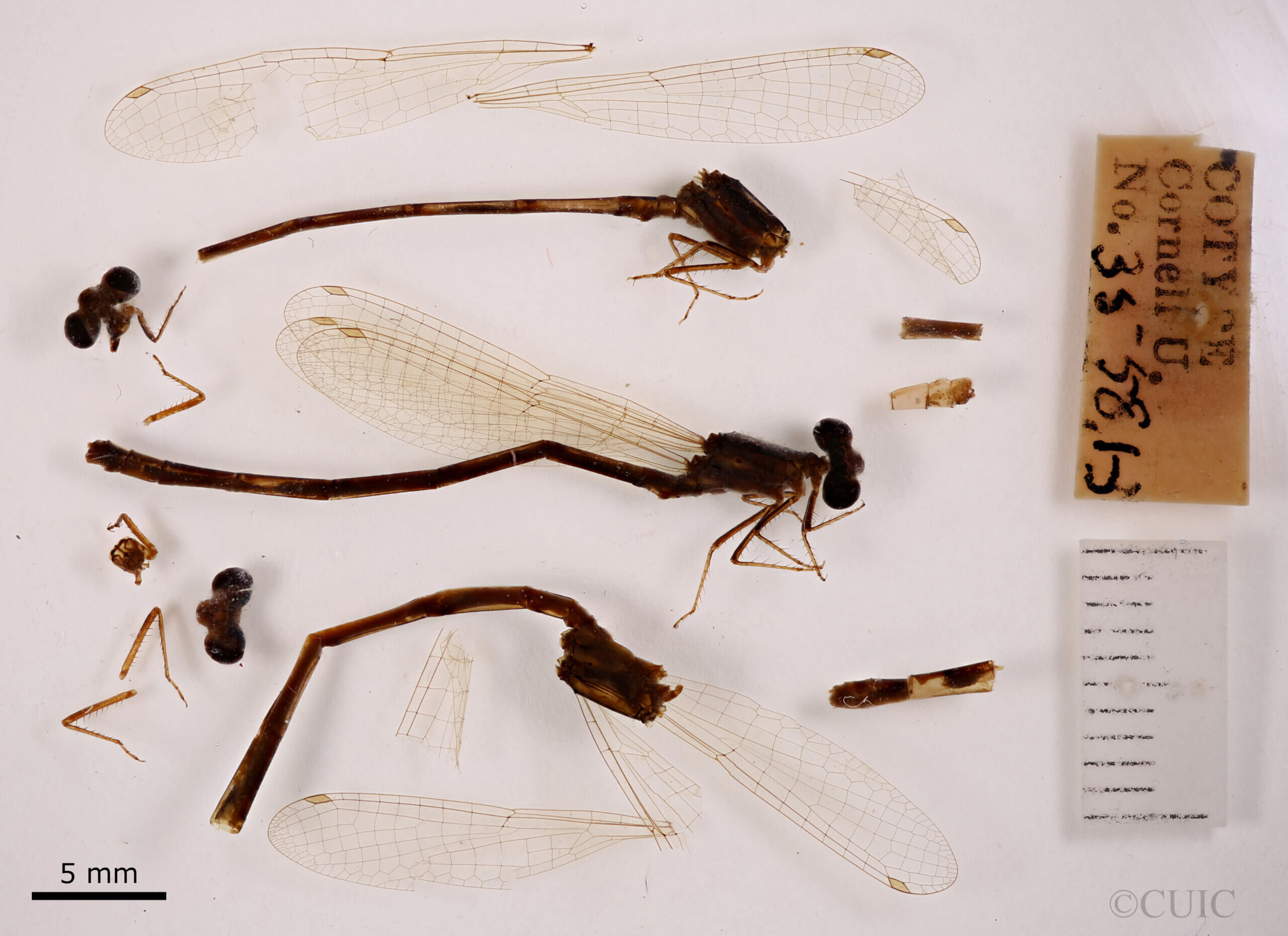 lateral view of adult Paracercion pendulumNeedham & Gyger, 1939 in CUIC