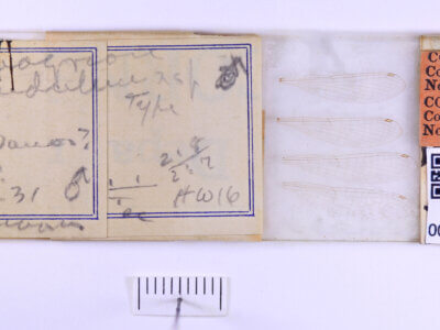 slide view of adult Paracercion pendulumNeedham & Gyger, 1939 in CUIC