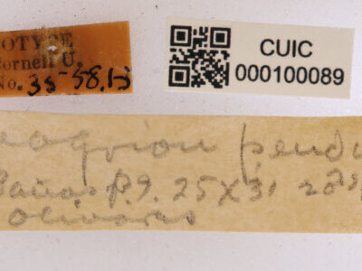 label view of adult Paracercion pendulumNeedham & Gyger, 1939
