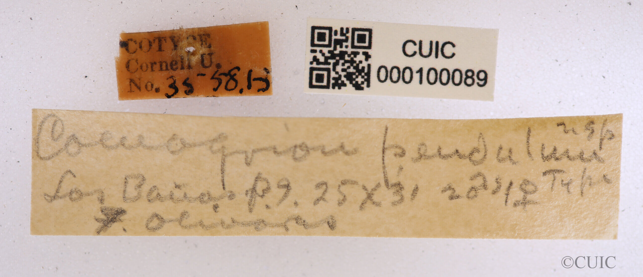 label view of adult Paracercion pendulumNeedham & Gyger, 1939