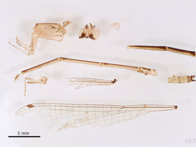 lateral view of adult Pseudagrion azureumNeedham & Gyger, 1939 in CUIC