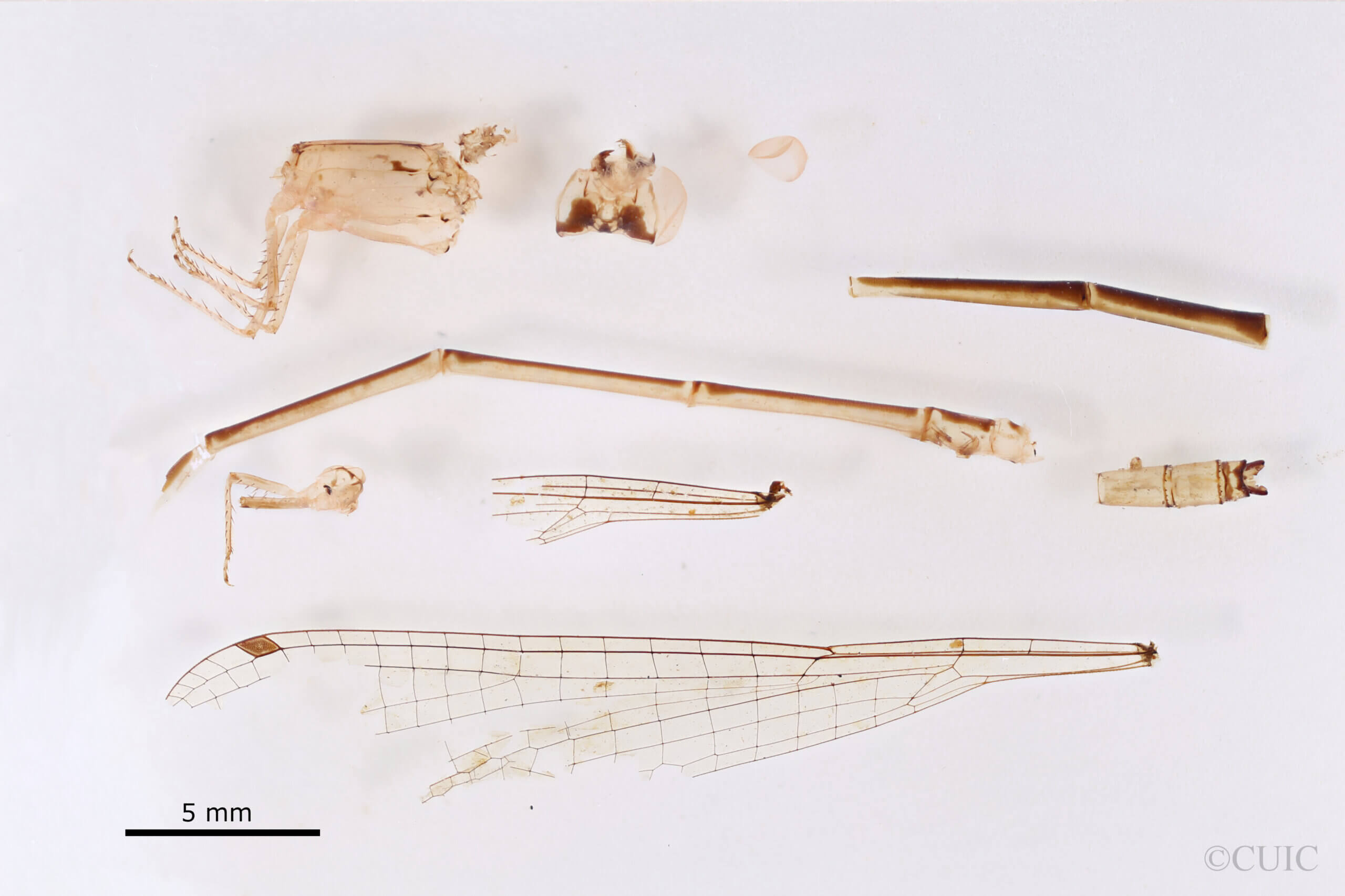 lateral view of adult Pseudagrion azureumNeedham & Gyger, 1939 in CUIC