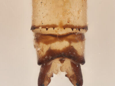 genitalia view of adult Pseudagrion azureumNeedham & Gyger, 1939 in CUIC