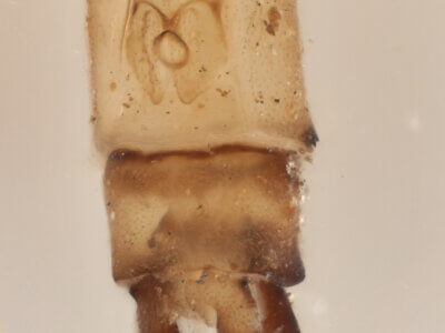 genitalia view of adult Pseudagrion azureumNeedham & Gyger, 1939 in CUIC