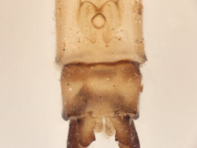 genitalia view of adult Pseudagrion azureumNeedham & Gyger, 1939 in CUIC