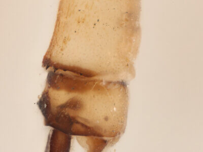 genitalia view of Pseudagrion azureumNeedham & Gyger, 1939 in CUIC