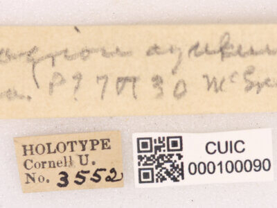 label view of Pseudagrion azureumNeedham & Gyger, 1939 in CUIC