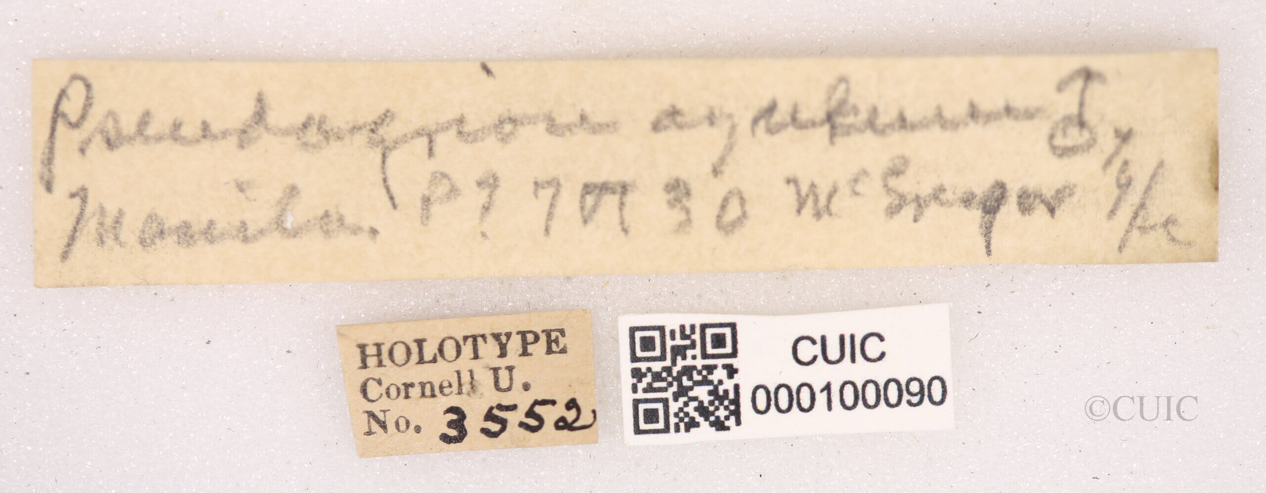 label view of Pseudagrion azureumNeedham & Gyger, 1939 in CUIC