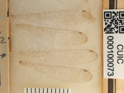 slide view of adult Pseudagrion evanidum Needham & Gyger, 1939 in CUIC