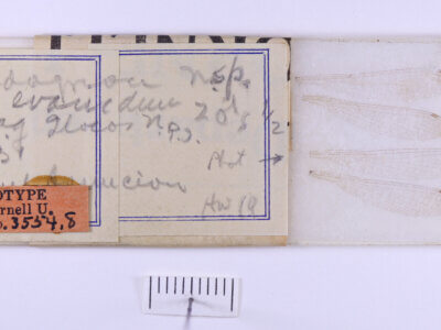 slide / label view of adult Pseudagrion evanidum Needham & Gyger, 1939 in CUIC