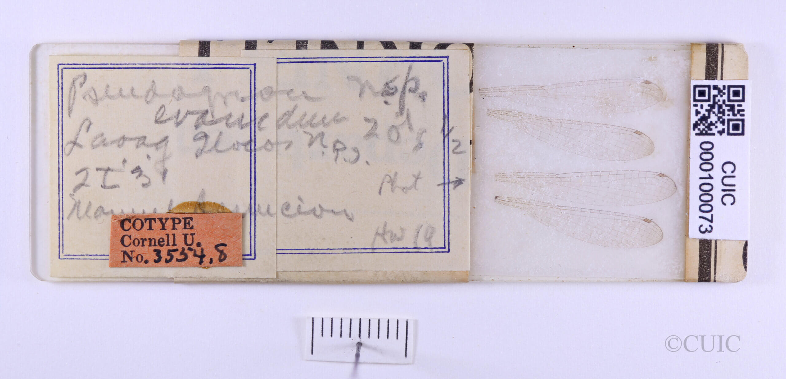 slide / label view of adult Pseudagrion evanidum Needham & Gyger, 1939 in CUIC