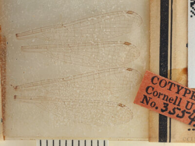 slide view of adult Pseudagrion evanidum Needham & Gyger, 1939 in CUIC
