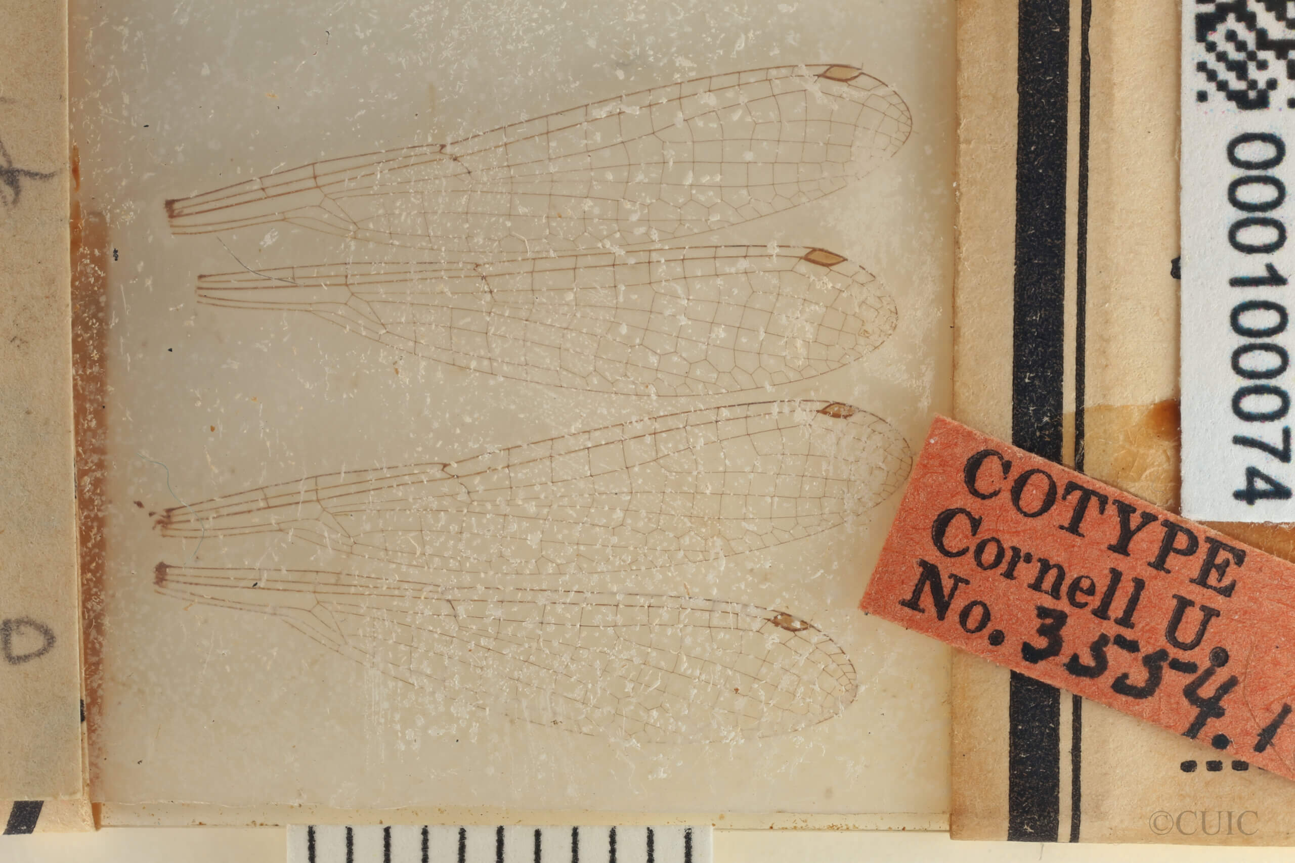 slide view of adult Pseudagrion evanidum Needham & Gyger, 1939 in CUIC