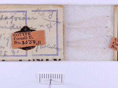 slide / label view of adult Pseudagrion evanidum Needham & Gyger, 1939 in CUIC