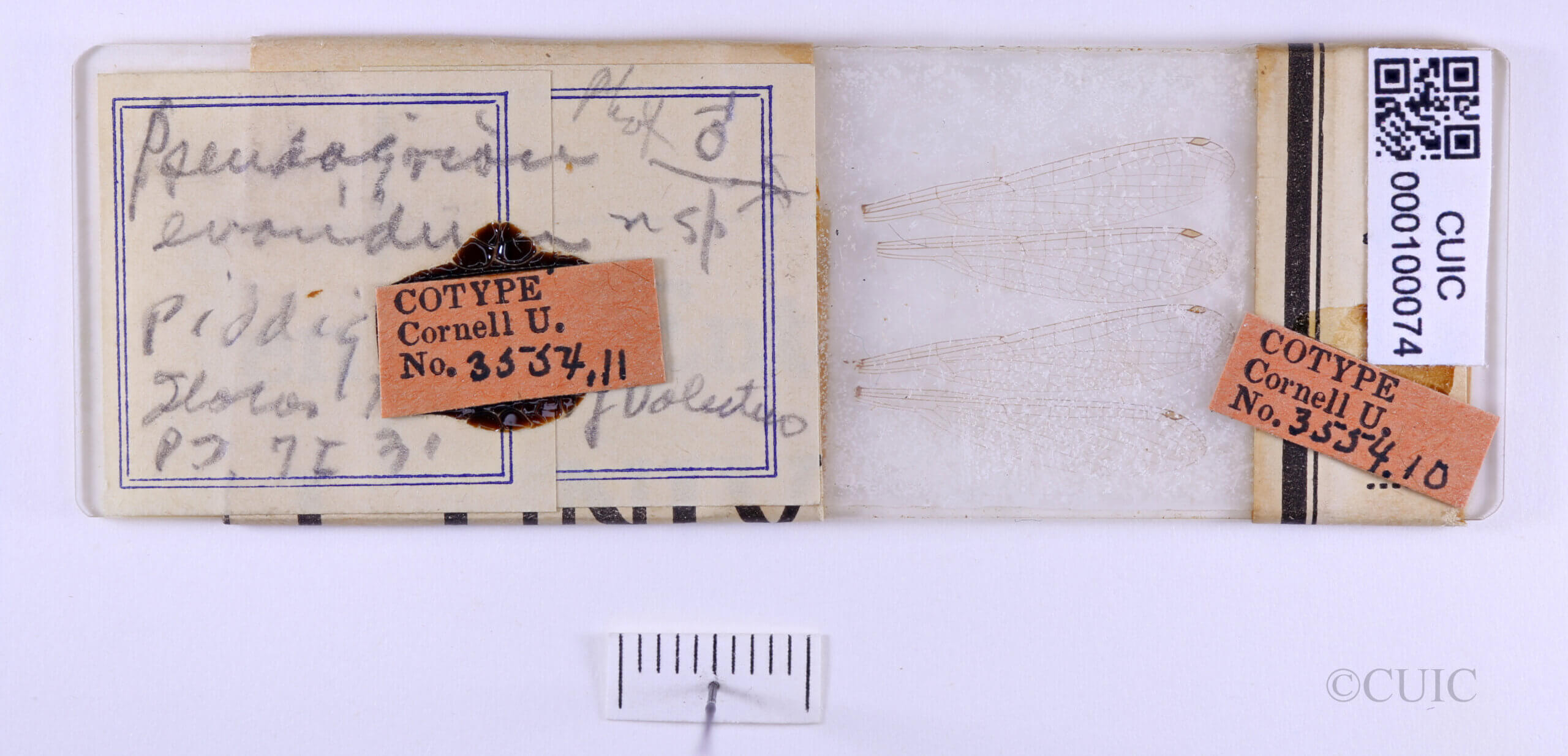 slide / label view of adult Pseudagrion evanidum Needham & Gyger, 1939 in CUIC