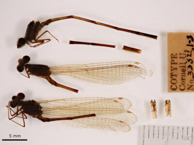 lateral view of adult Pseudagrion evanidum Needham & Gyger, 1939 in CUIC