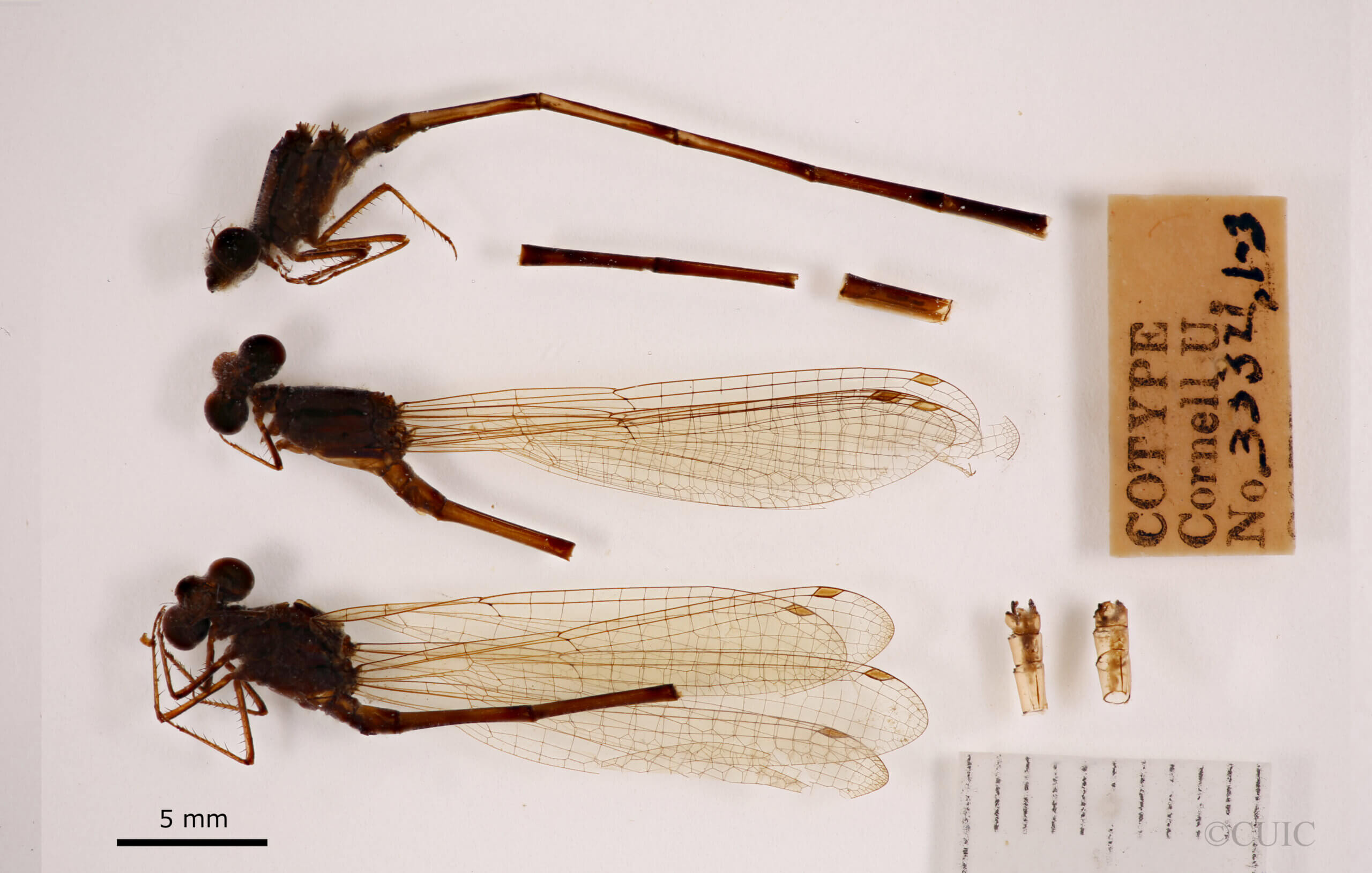 lateral view of adult Pseudagrion evanidum Needham & Gyger, 1939 in CUIC