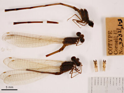 lateral view of adult Pseudagrion evanidum Needham & Gyger, 1939 in CUIC